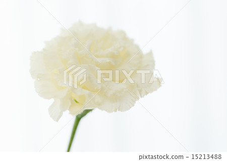 White carnation 15213488