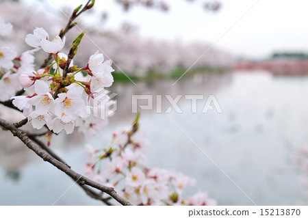 高田公園櫻花了 15213870