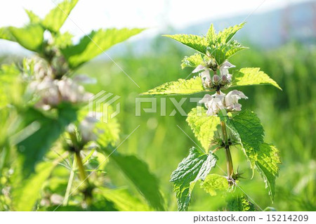 Odorikosaw growing naturally in the Yodogawa river bed 15214209