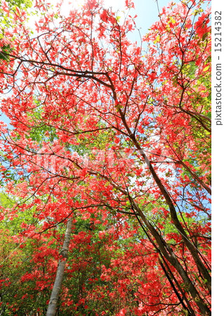 Tochigi · Happo is the original Yamato river Tochigi · Happo is the original Yamato river 15214382