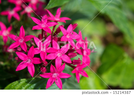小花 小花 15214387