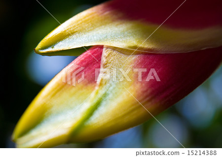Unazuki Heliconia Unazuki Heliconia 15214388