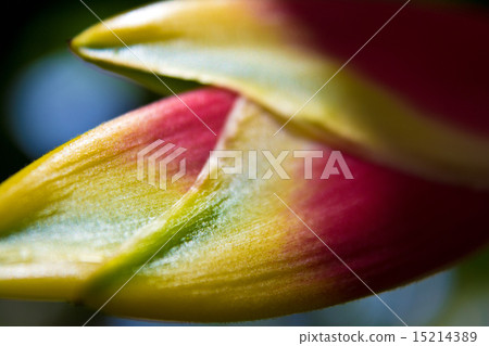 Unazuki Heliconia Unazuki Heliconia 15214389