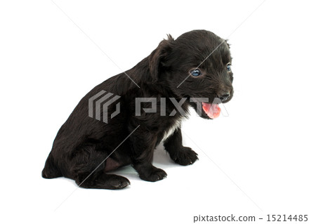 spaniel puppy spaniel puppy 15214485