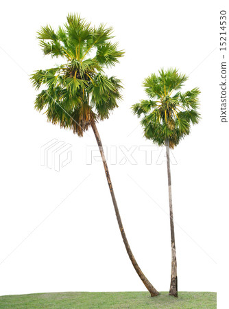 Asian Palmyra palm, Toddy palm, Sugar palm, Camb 15214530