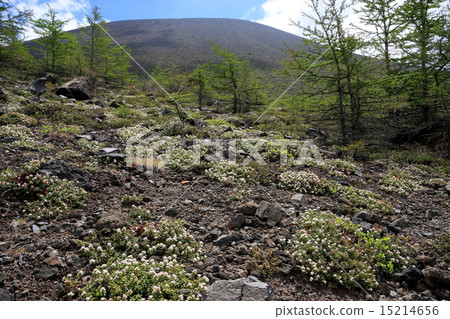 開花在火山口和淺間山的高山植物 15214656