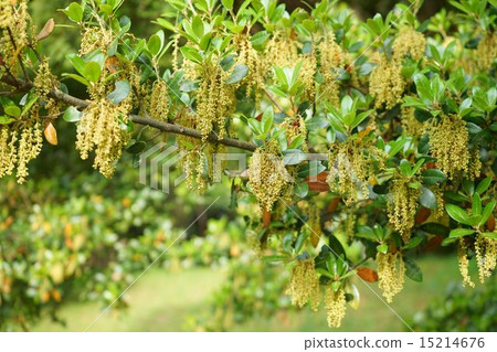 Unusual Ubaegashi flower 15214676
