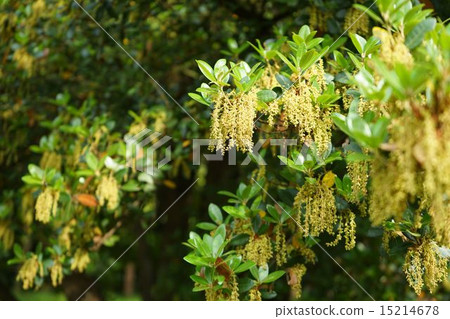 Fab of flowers in full bloom 15214678
