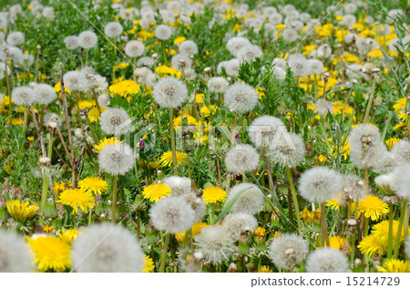  Dandelion 15214729