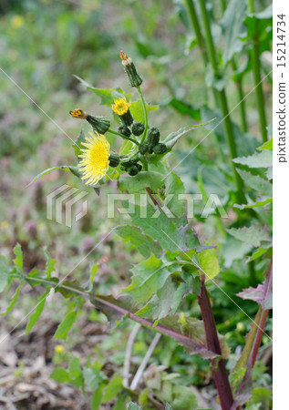花葉滇苦菜 花葉滇苦菜 15214734