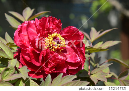 Button (Peony) 15214785