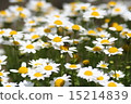 Margaret 15214839