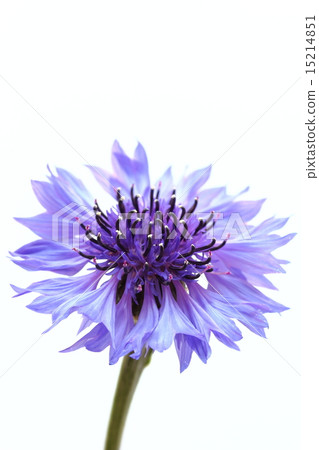 Yagurumagiku 15214851