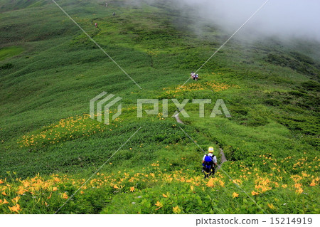 Nikkowige blooms the winding volcano Nikkowige blooms the winding volcano 15214919