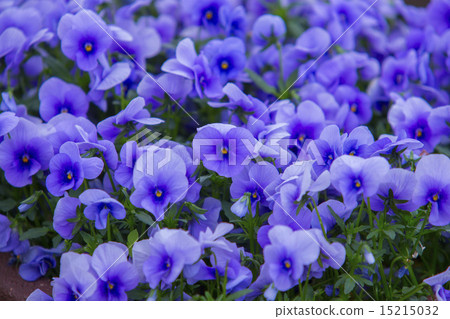 Pansy 15215032