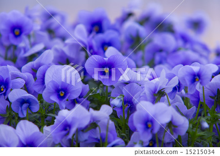 Pansy 15215034