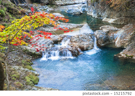 The Shimbashi River in autumnal leaves 15215792