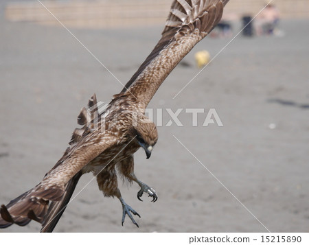 海上滑板 15215890