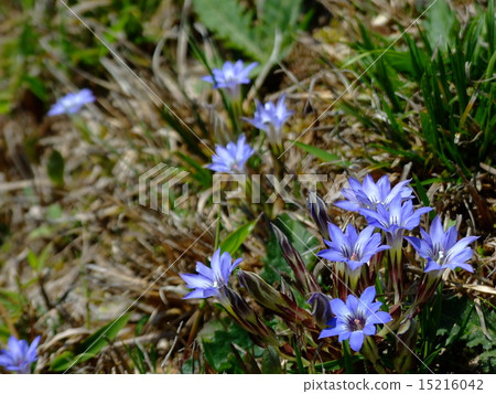 Haru Rindow Haru Rindow 15216042