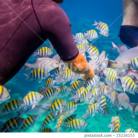 Tropical Coral Reef.Man feeds the tropical fish. Tropical Coral Reef.Man feeds the tropical fish. 15216153