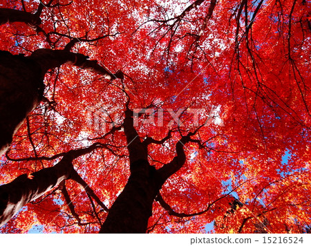 Maple Maple 15216524