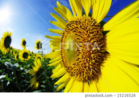 sunflower	 15216526