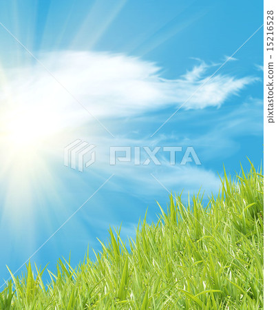 Fresh wheat grass Fresh wheat grass 15216528