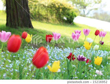 Tulip Tulip 15216952