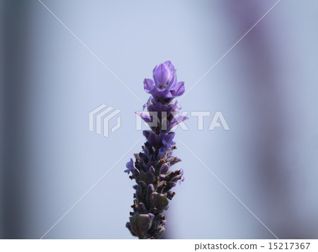 lavender lavender 15217367