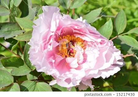 牡丹Gosho櫻桃樹 牡丹Gosho櫻桃樹 15217430