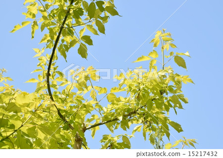 發光在藍天的西部槭樹 發光在藍天的西部槭樹 15217432