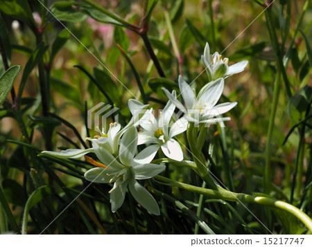 Flowers of Oohuana 15217747