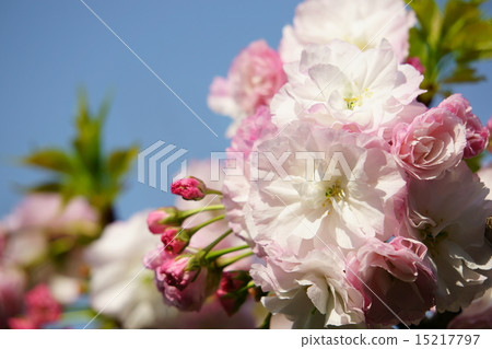 Matsuki Sakura 15217797