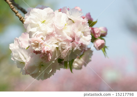 Matsuki Sakura 15217798