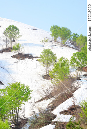 Snowfall and fresh green 15218060