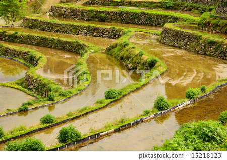 Kusahara鎮Kintoshi的一千張照片 Kusahara鎮Kintoshi的一千張照片 15218123