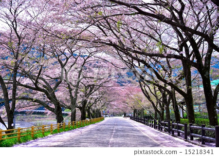 Cherry blossoms of Kawane Iyama Cherry blossoms of Kawane Iyama 15218341