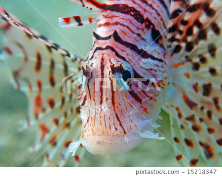 多亞的臉 15218347