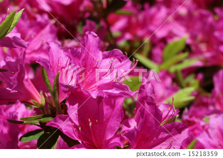 Azalea Azalea 15218359