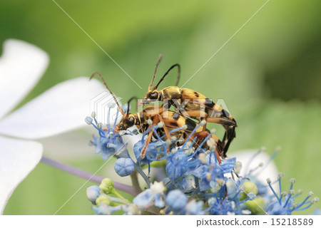 Copulation of the Japanese cabbage 15218589