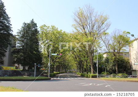 Tokiwadaira's tree-lined avenue 15218705