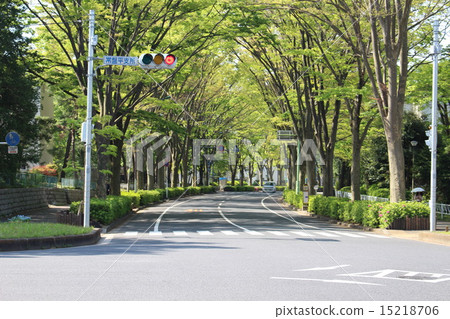 街道樹隧道 15218706