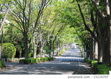 Fresh green tree-lined avenue 15218707