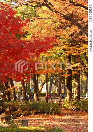 Autumn leaves Autumn leaves 15218926