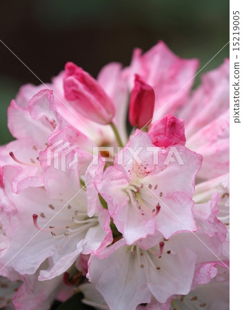 杜鵑花(西爾維婭) 杜鵑花(西爾維婭) 15219005