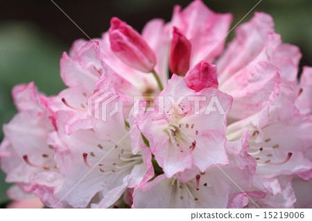 杜鵑花(西爾維婭) 杜鵑花(西爾維婭) 15219006