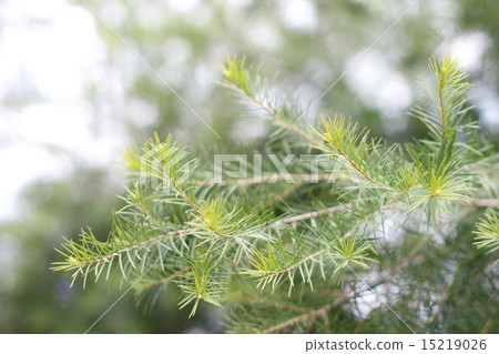 Tea tree Tea tree 15219026