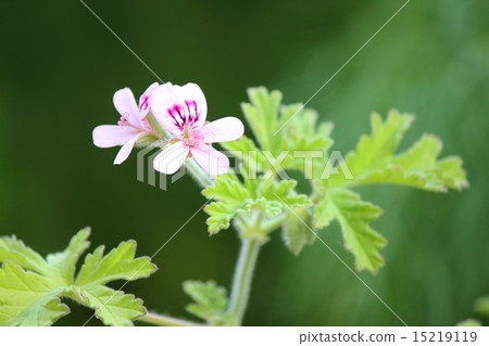 Rose geranium Rose geranium 15219119