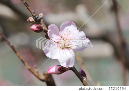 杏仁花 杏仁花 15219364