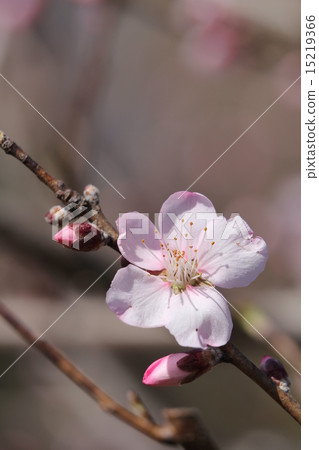 Almond flower Almond flower 15219366